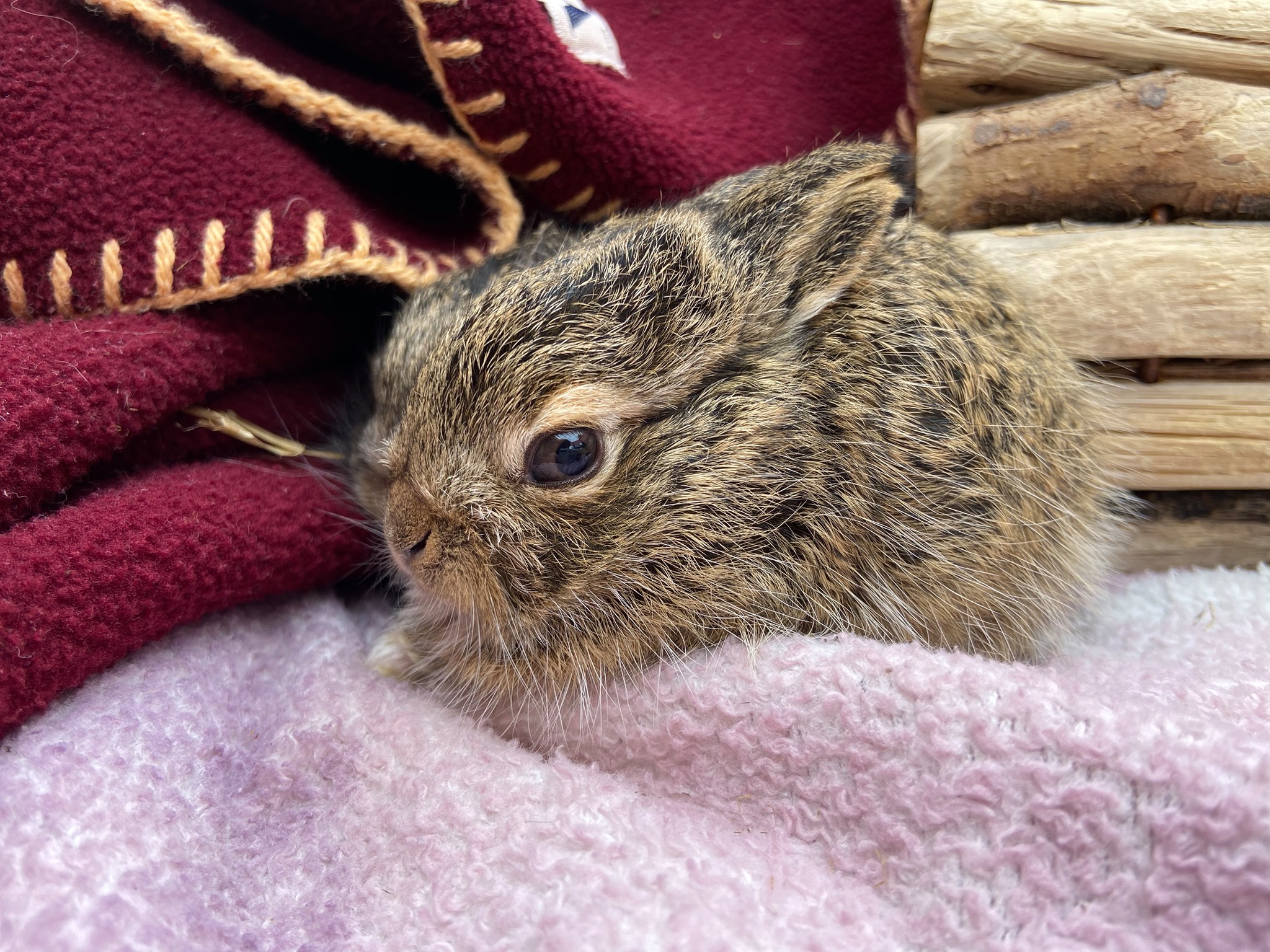 Photograph of a baby hare, which looks similar to the Hare mascot